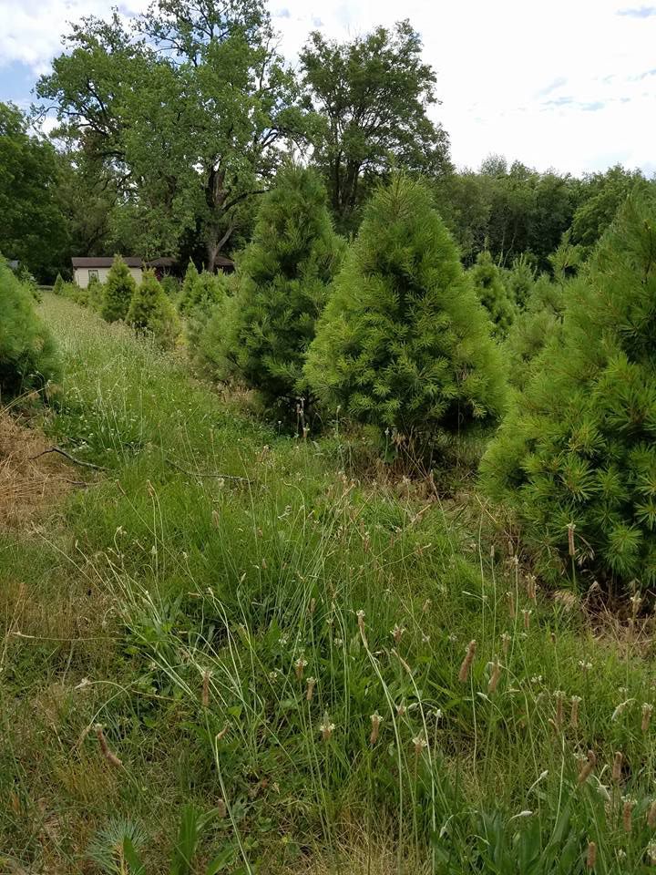 Blanks Evergreen Acres